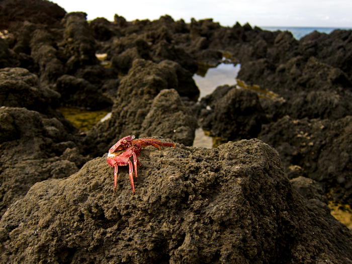 Hawaii crab on a rock