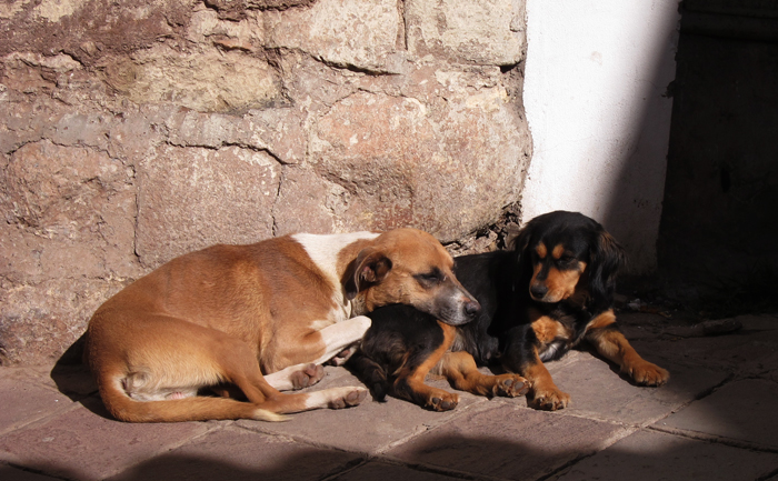 Cusco Sights Stray Dogs