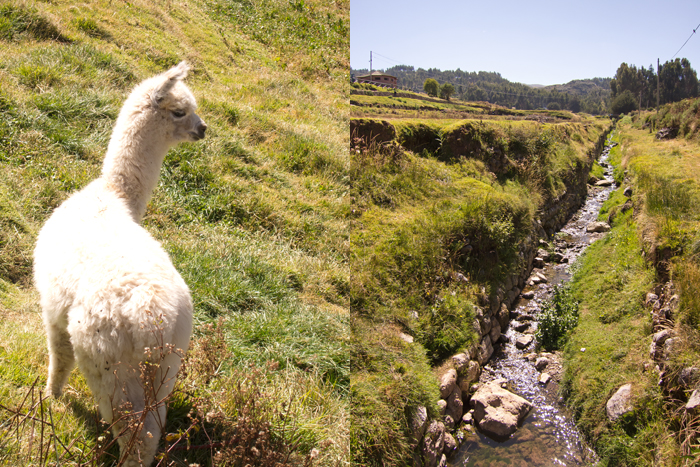 Sacsayhuaman Llama and Stream