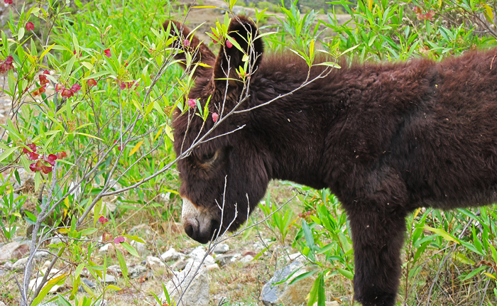 Inca Trail Day 1 Baby Donkey