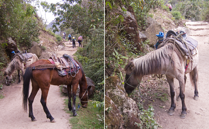 Inca trail Day 1 Horses