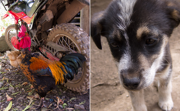 Inca Trail Day 1 Puppy and Rooster