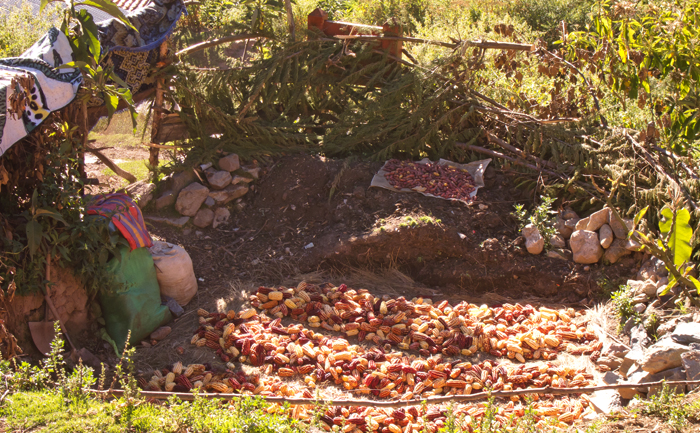 Inca Trail Day 2 Corn Harvest