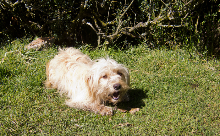 Inca Trail Day 2 Dog