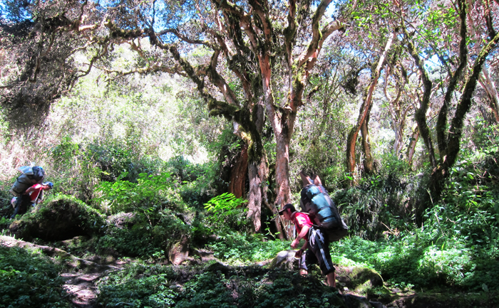 Inca Trail Day 2 Jungle Switchbacks