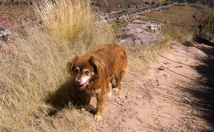 Sacred Valley Pisac Dog