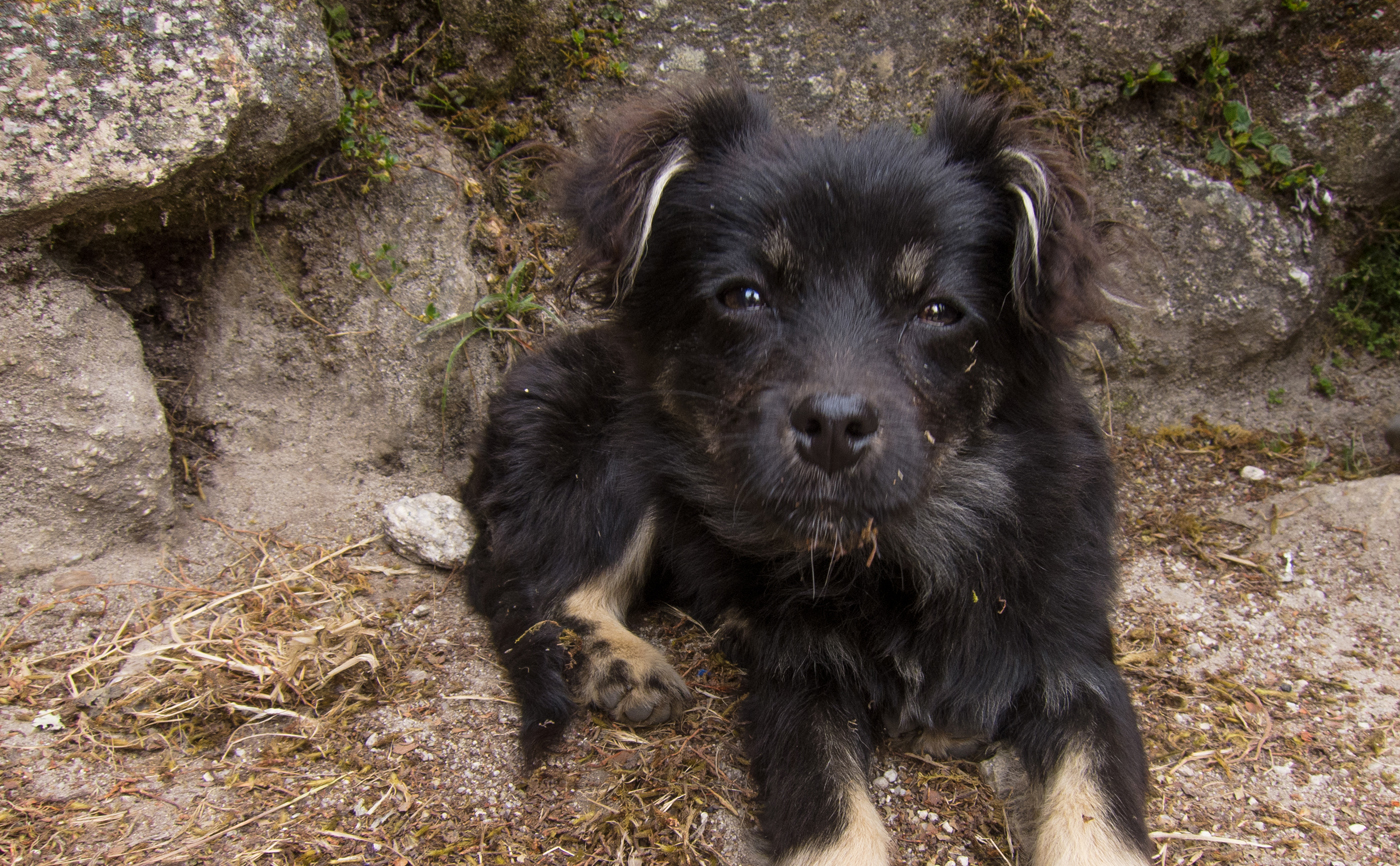 Inca Trail Day 3 Puppy