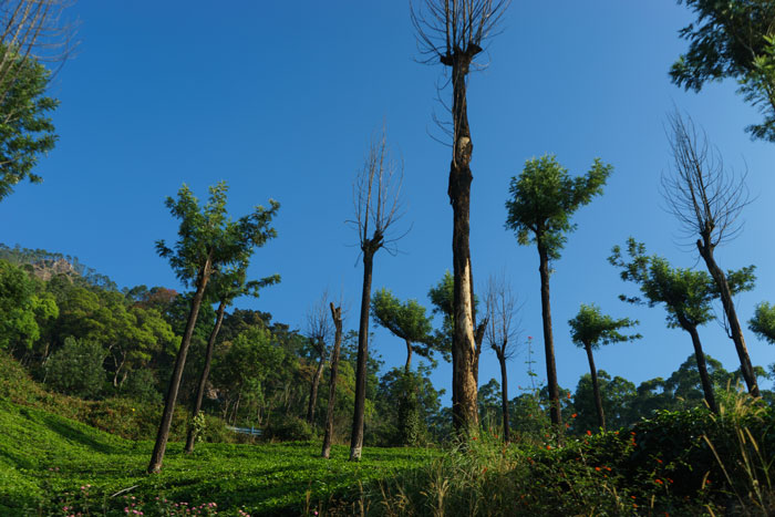 India - Munnar tea fields and eucalyptus