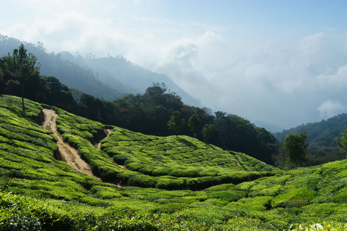 India Munnar tea fields