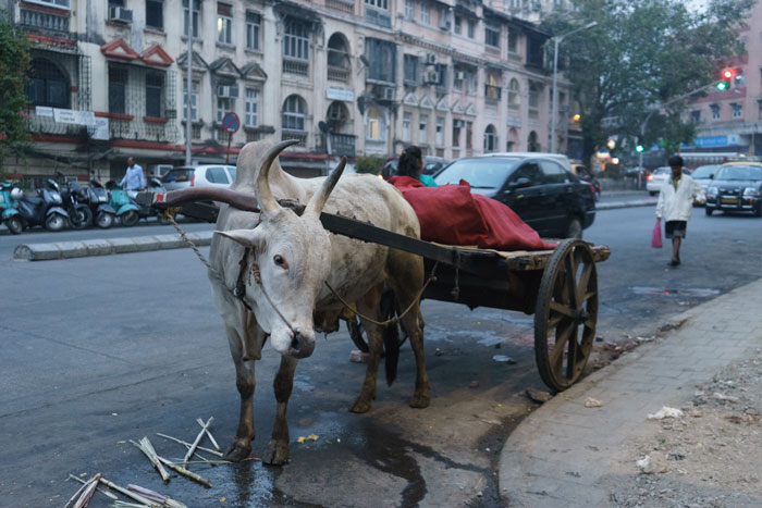 Cow cart - Mumbai Guide