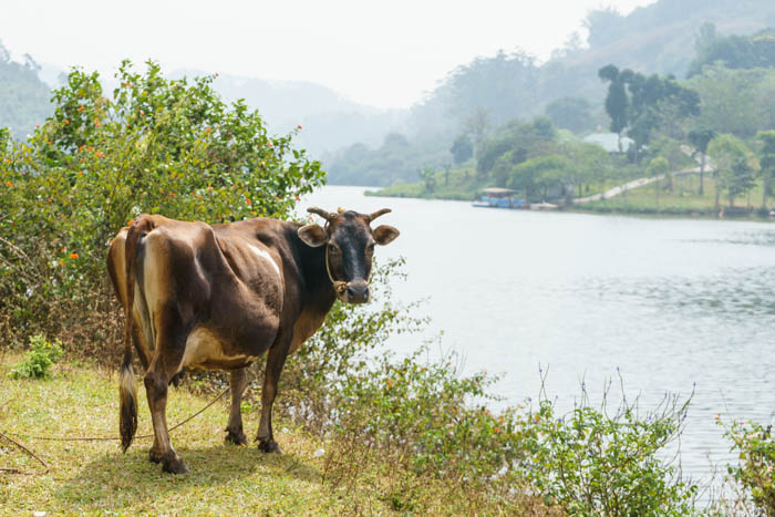 Munnar Cow