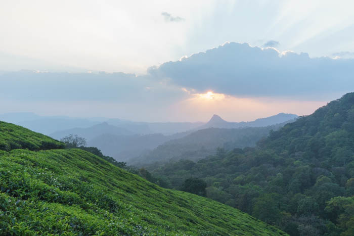 Munnar - Royal Mist Tea Plantation Sunset Walk