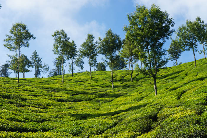 Munnar - Tea Plantations