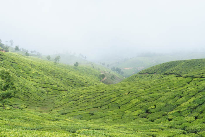 Munnar - Tea Plantations