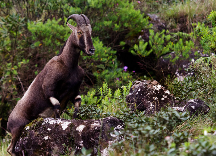 Munnar Guide - Eravikulam National Park