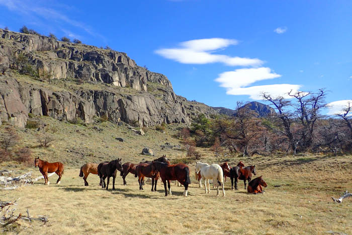 Argentine Patagonia - Laguna Torre Hike Horses