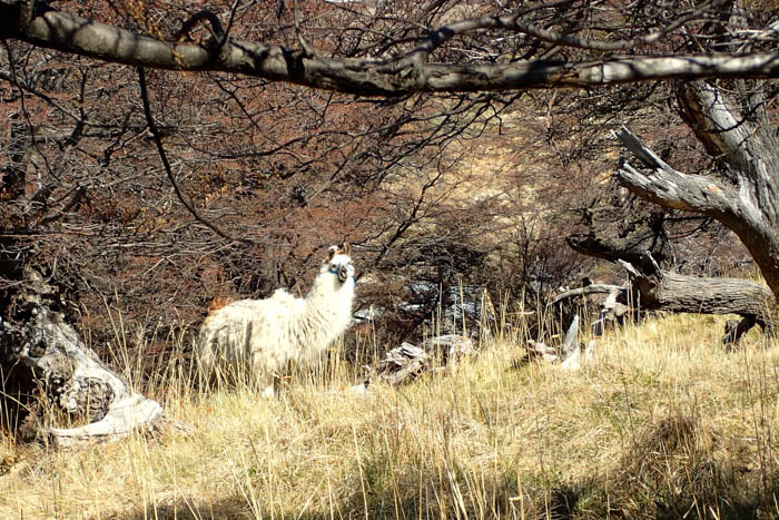 Argentine Patagonia - Llama at Parque Nacional Los Glaciares