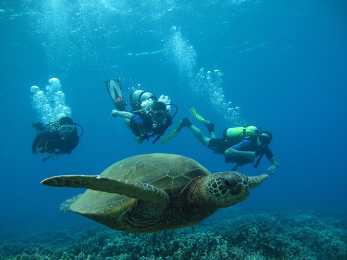 Maui Shore Diving